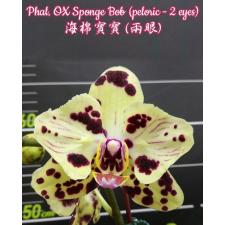 Phal. OX Sponge Bob (peloric - 2 eyes) 2.5" B39 octob