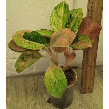 Аглаонема Анкет Голд / Гамлай Тонг / Aglaonema anklet gold/ Gamlai Thong A-87