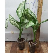 Диффенбахия Удомсаб / Dieffenbachia Udomsab