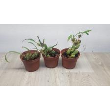 Coelogyne cristata 12cm pot 