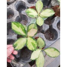 Hoya Australis lisa  5 cm pot 350р