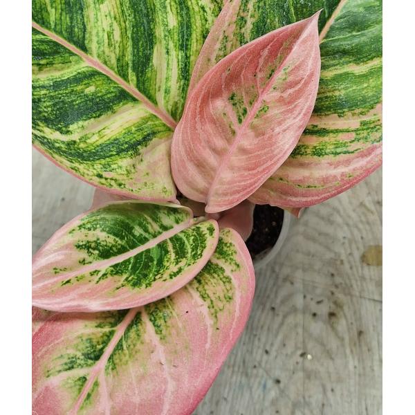 Аглаонема Пинки Пай / Aglaonema Pinky Pie A-47