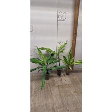 Dracaena sp. yellow variegated (S)