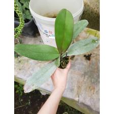 Phal. Chia-Shing Hot Kiss '256' 2.5"