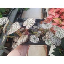 begonia rex 6cm pot