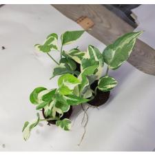 Scindapsus njoy variegata