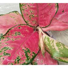 Аглаонема Чанг Данг - Розовая / Aglaonema Chang Dang - Pink A-25