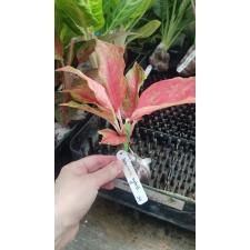 Aglaonema Red Moon 39