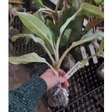 Aglaonema Siri Kanchana 64 уценка
