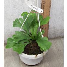 Asplenium nidus 'Racha' 24