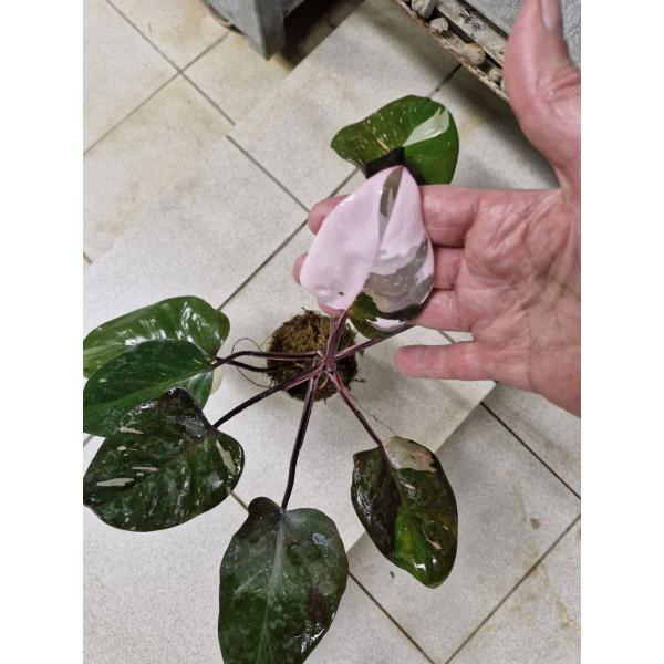 Philodendron Red addison