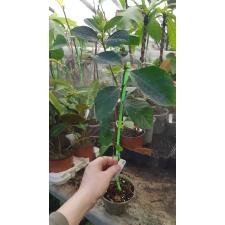 Gardenia 'Belmont' variegated  259