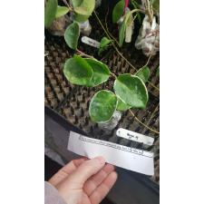 Hoya carnosa (white margin) cup leaf 359