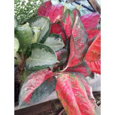 Aglaonema Sooksom Jaipong (green margin) 52