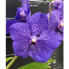 V. Pachara Delight 'Blue' 1.7" B37 april