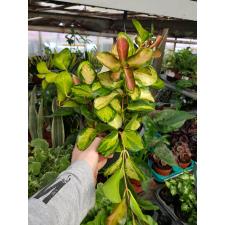 Hoya Australis 'lisa' 19 cm в подвесном горшке 2500