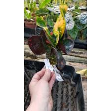 Codiaeum Sri Ayothaya 335