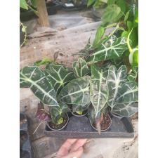 Alocasia ...sp 6 см pot