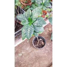 Coffea arabica pot