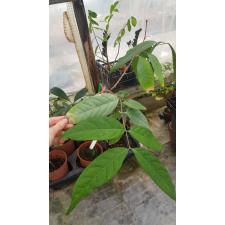 Hiptage lucida variegated 437 уценка 3300р