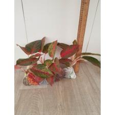 Aglaonema Sub Mongkol A-37
