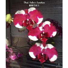 Phal. Fuller's Sunshine 2.5'' B28 octob