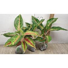Аглаонема Панама Красная / Aglaonema Panama - Red A-93