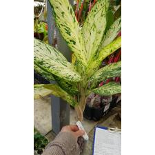 Dieffenbachia Star Bright.322