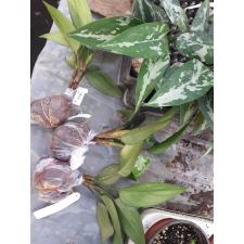 Aglaonema pumilum (Southern Thailand уценка 2800р