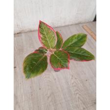 Aglaonema Lipstick thai