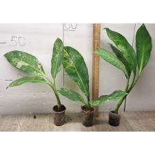 dieffenbachia sp Yellow variegated стакан