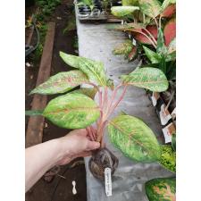 Aglaonema Prakay Ngern (No.2)(green form) 49