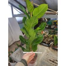 Ficus Altissima pot 21 cm
