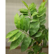 Annona muricata variegata (grafted) 9