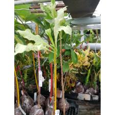 Careya sphaerica (white variegated) 176/1