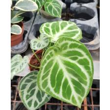 anthurium crystallinum silver blush 12 cm pot