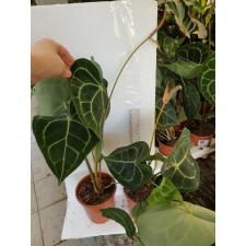Anthurium Clarinervium 12 cm pot 25.08