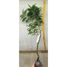 Annona muricata variegata (grafted) 9
