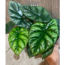 Alocasia sinuata