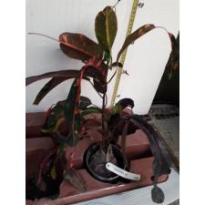 Codiaeum Yahd Manee191