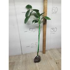 Cinnamomum zeylanicum verum 36