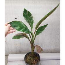 Musa variegated (Банан) 