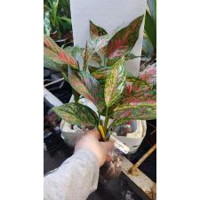 Aglaonema Manee Namchai 59/1