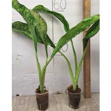 Dieffenbachia Dragon Scale (M)