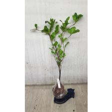 Synsepalum dulcificum 417