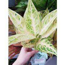 Aglaonema P-10 Ruay Lonfa white