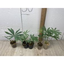 Anthurium polyschistum S