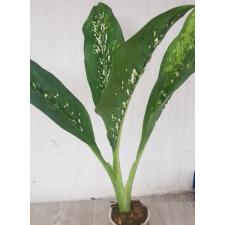 Dieffenbachia dragon scale pot 2200p