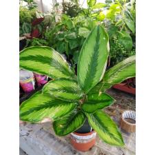 calathea goldstar pot