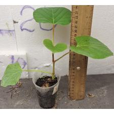 Ампелосис Мартини каудициформный / ampelocissus martinii CAUDICIFORM